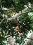 Parkia filicoidea