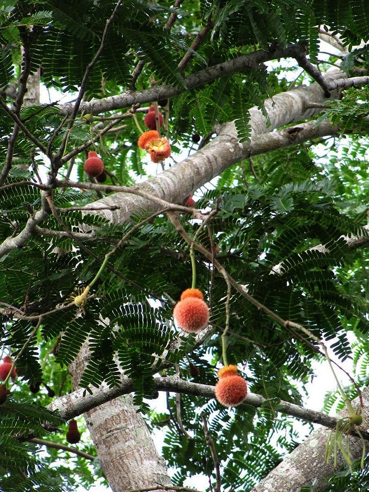Parkia filicoidea