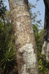 Parkia filicoidea