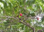 Parkia filicoidea
