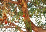 Parkia filicoidea