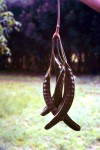 Parkia filicoidea