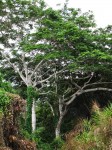 Parkia filicoidea