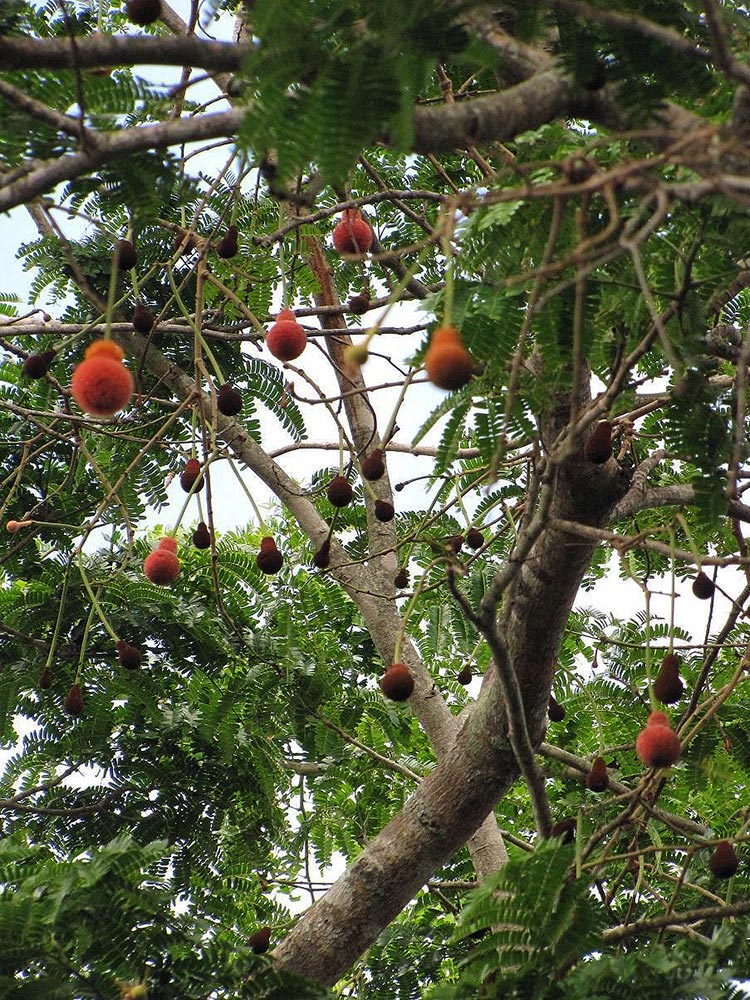 Parkia filicoidea