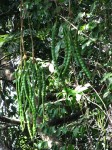 Parkia filicoidea