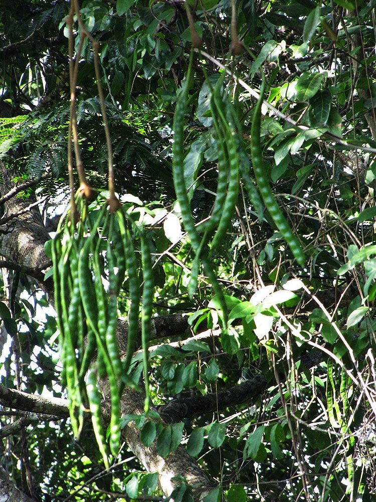 Parkia filicoidea