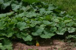 Cucurbita moschata