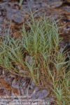 Paspalum vaginatum