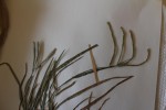 Paspalum vaginatum
