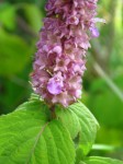 Achyrospermum cryptanthum