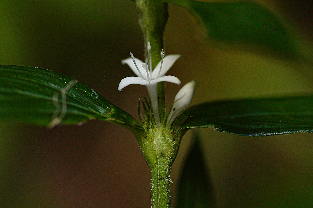 Spermacoce princeae