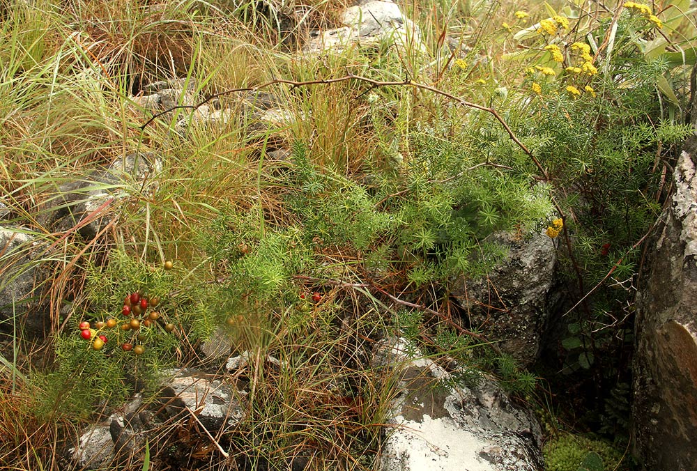 Asparagus chimanimanensis