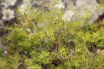 Asparagus chimanimanensis