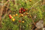 Asparagus chimanimanensis
