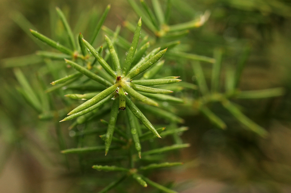 Asparagus chimanimanensis