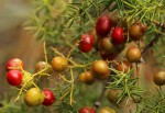 Asparagus chimanimanensis