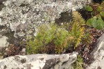 Asparagus chimanimanensis