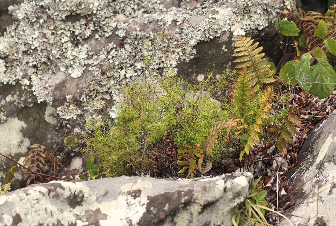 Asparagus chimanimanensis