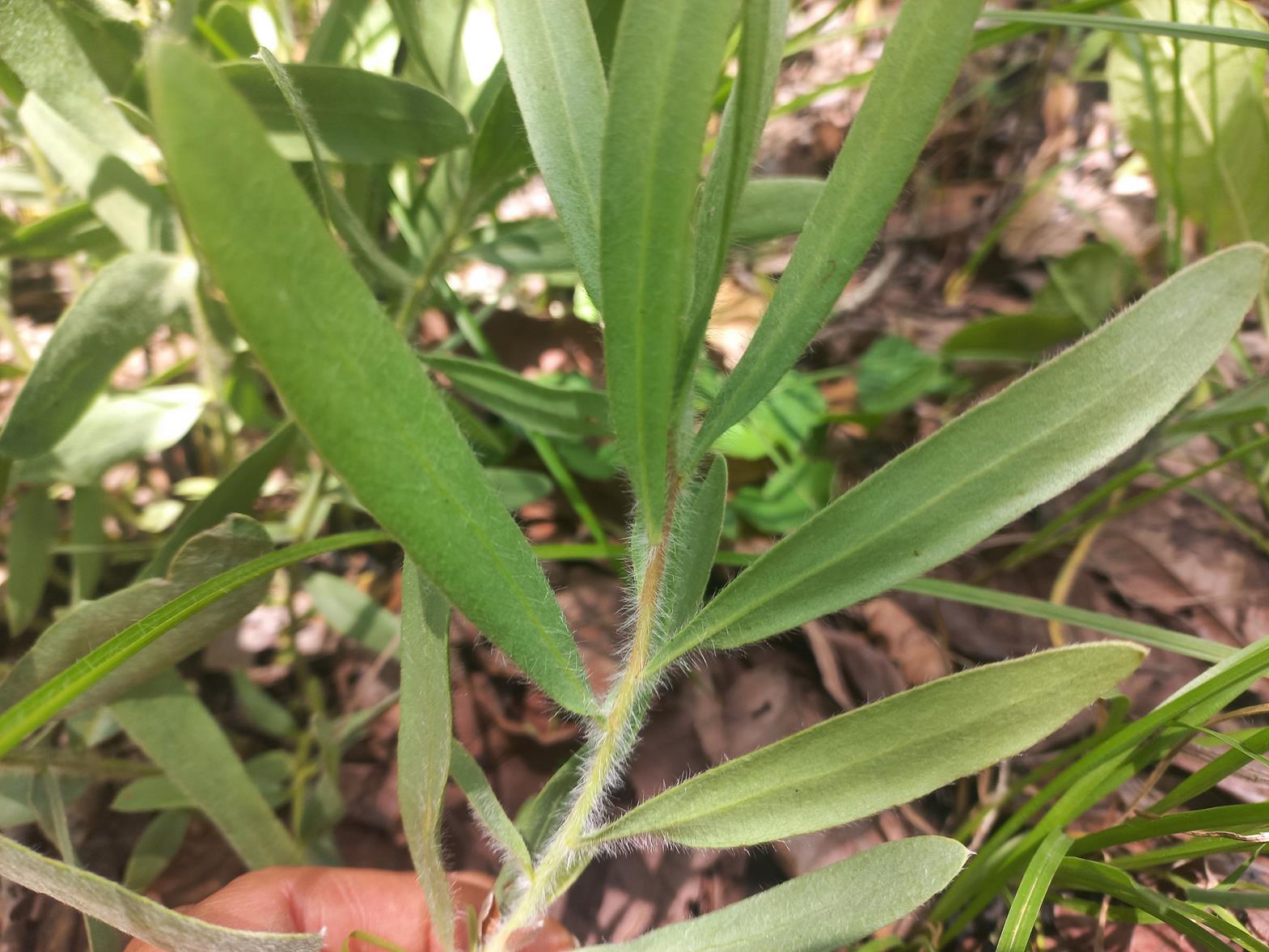 Protea micans subsp. micans