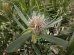 Protea micans subsp. micans