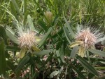 Protea micans subsp. micans