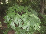Anchomanes abbreviatus
