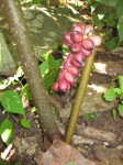 Anchomanes abbreviatus