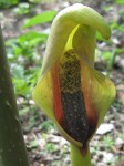 Anchomanes abbreviatus