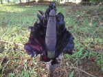 Amorphophallus mossambicensis