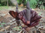 Amorphophallus mossambicensis