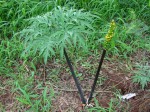 Amorphophallus mossambicensis