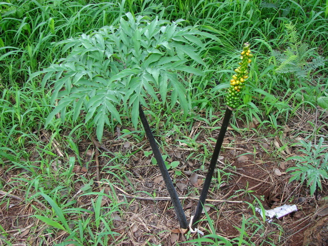 Amorphophallus mossambicensis
