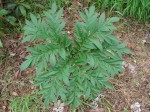 Amorphophallus mossambicensis