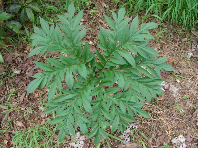 Amorphophallus mossambicensis