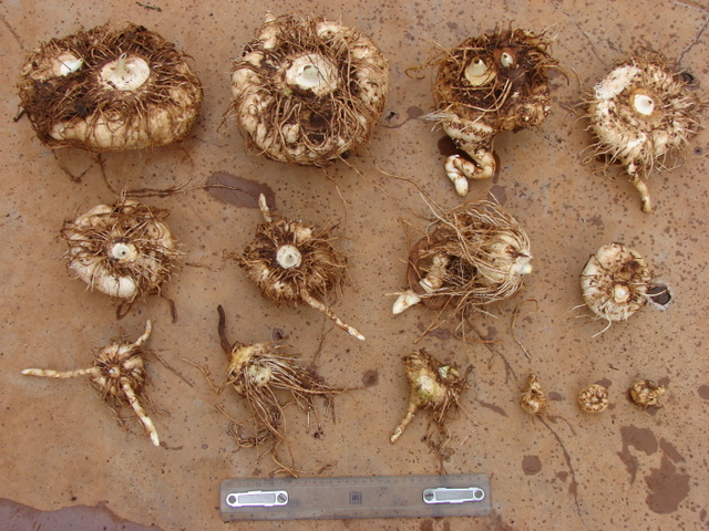 Amorphophallus mossambicensis