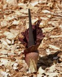Amorphophallus mossambicensis