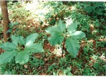 Sauromatum venosum