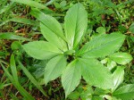 Sauromatum venosum
