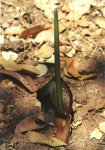 Sauromatum venosum