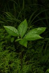 Sauromatum venosum