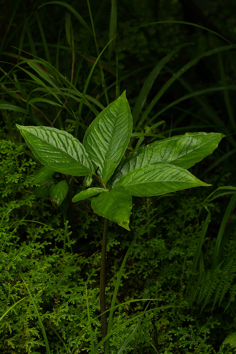 Sauromatum venosum