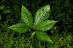 Sauromatum venosum