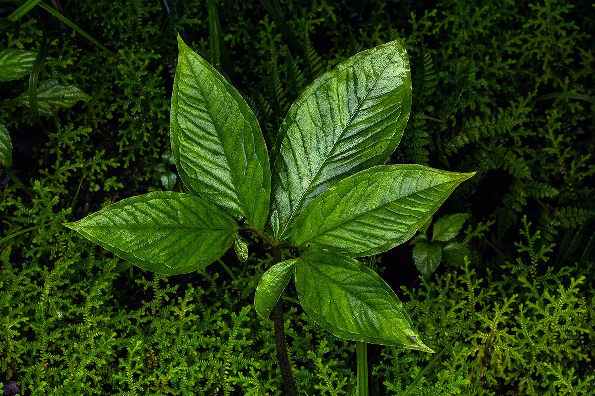 Sauromatum venosum
