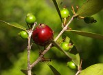 Eugenia capensis subsp. capensis