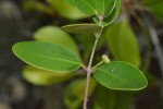 Eugenia capensis subsp. capensis