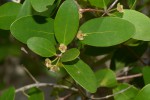 Eugenia capensis subsp. capensis