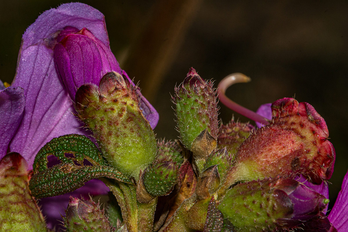 Dissotis melleri var. melleri