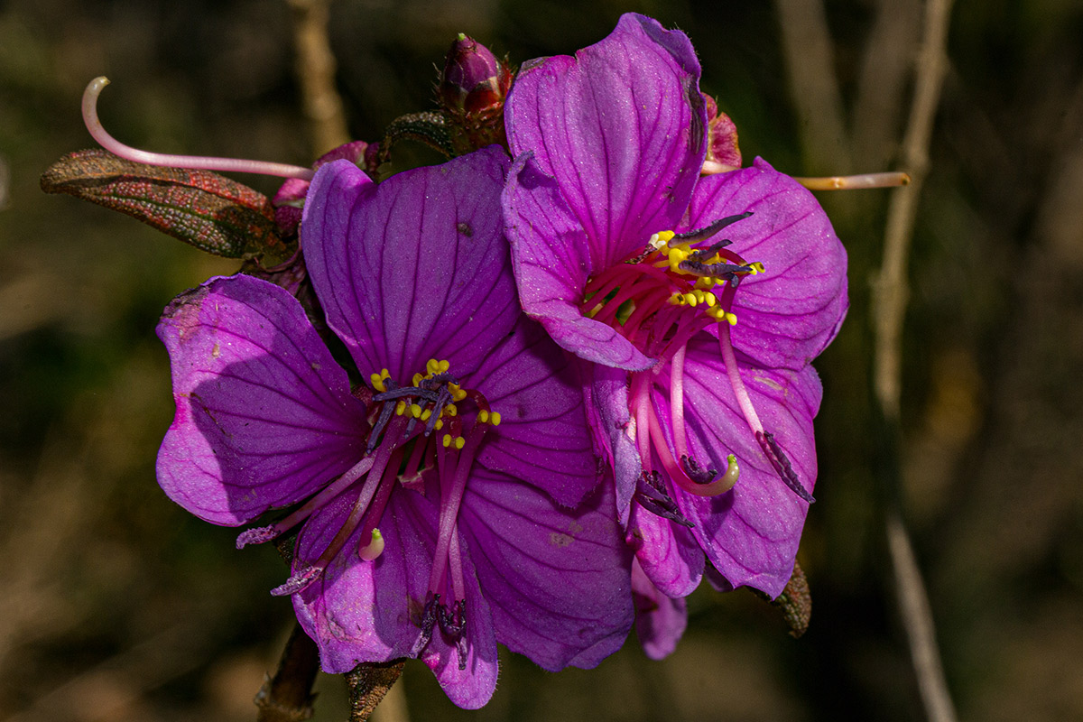 Dissotis melleri var. melleri