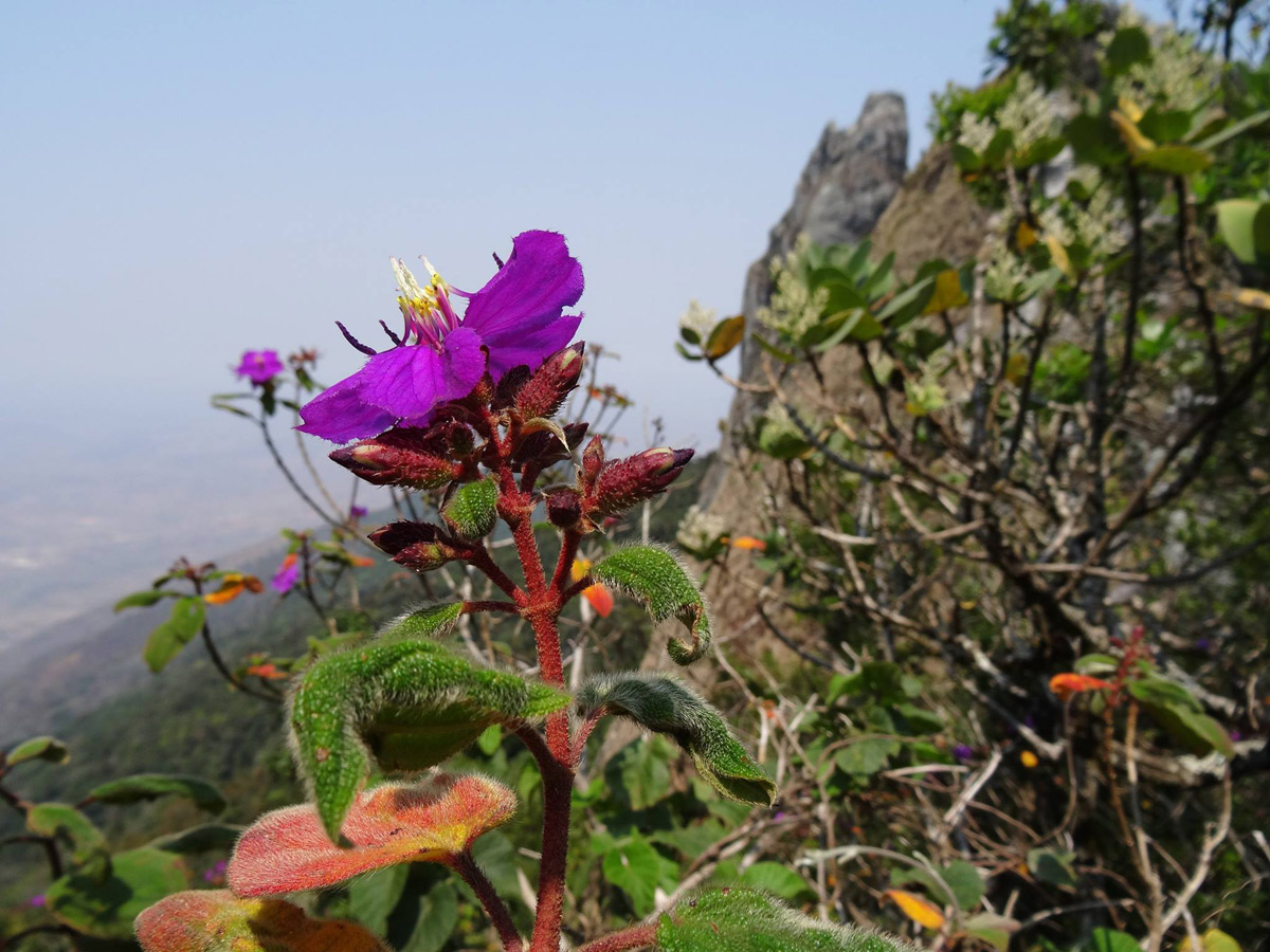 Dissotis melleri var. melleri