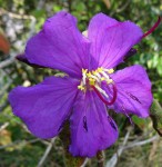 Dissotis melleri var. melleri